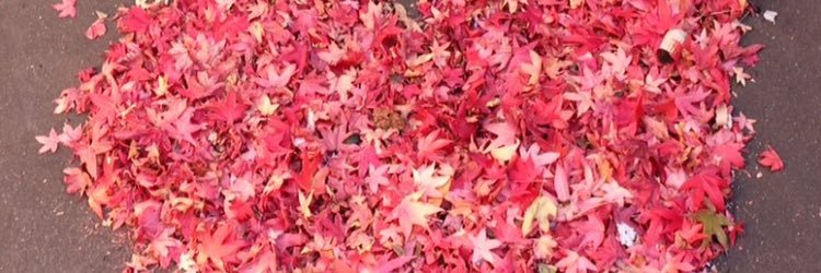 JulieReynier's profile banner image