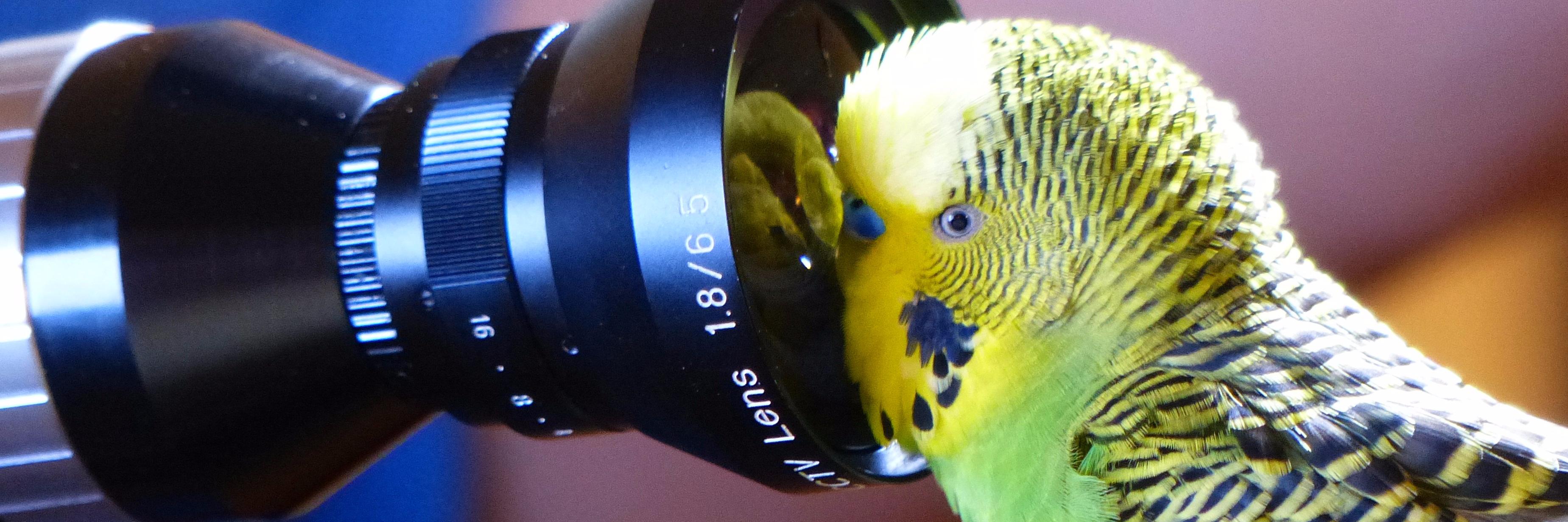 DiscoParakeet's profile banner image