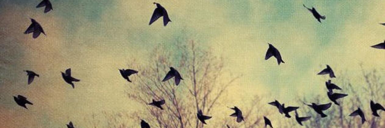 ca_engelmann's profile banner image