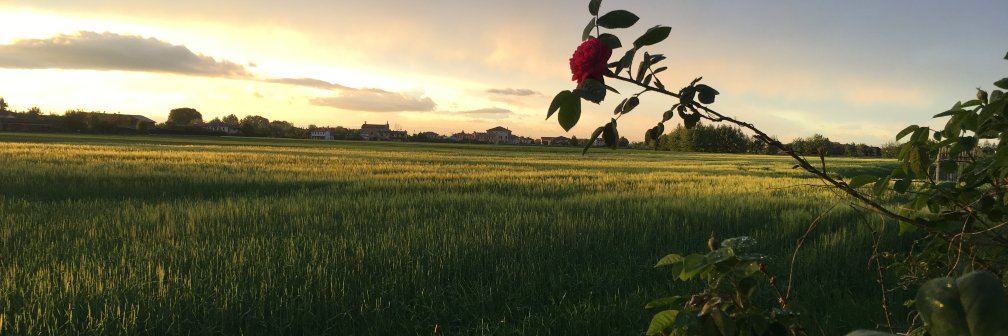 Efrem Tassinato banner