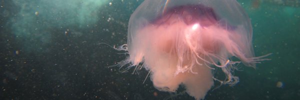 cookoo79 Profile Banner