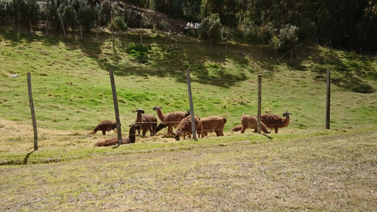 Bryan Salgado banner