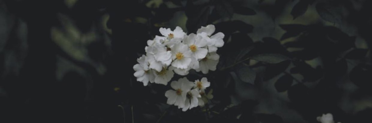 madamrumy's profile banner image