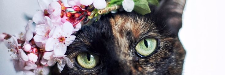 gigantawn's profile banner image