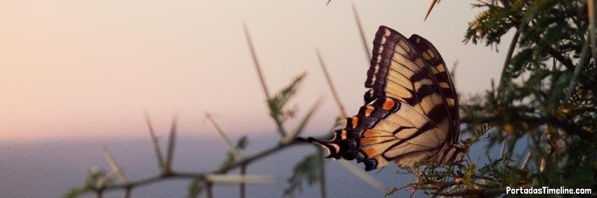 misabel_ar's profile banner image