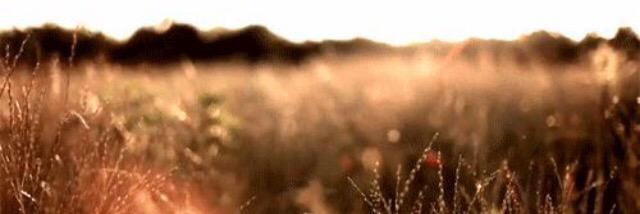 swiperthefoxx__'s profile banner image