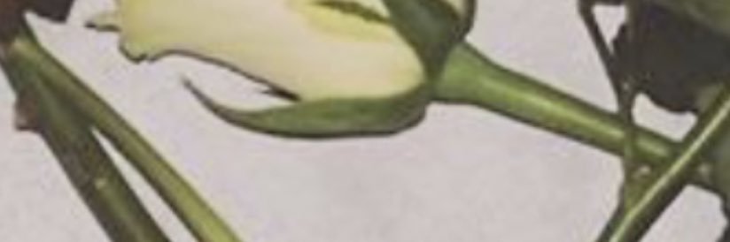 lewispickers's profile banner image