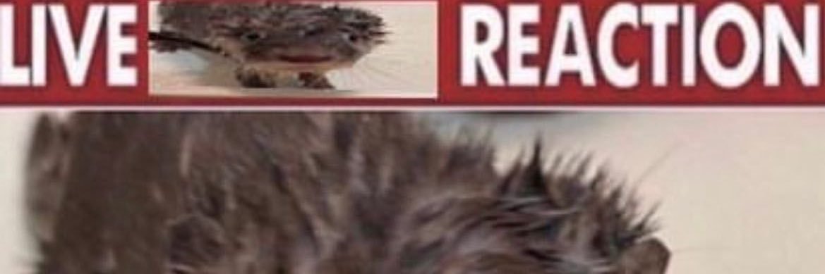 Dalluxj_'s profile banner image