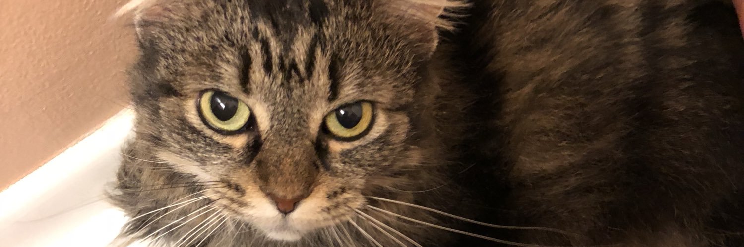 GreeneEvans's profile banner image