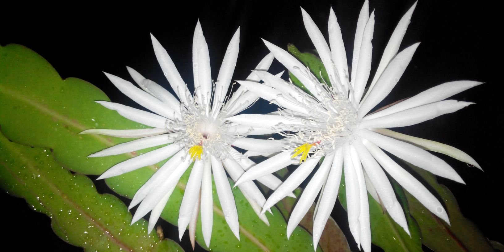 Fera Ernawati banner