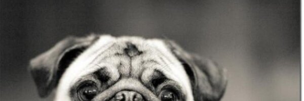 Hdizzledawg Profile Banner