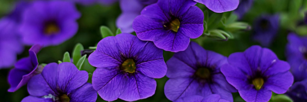 judithd1's profile banner image