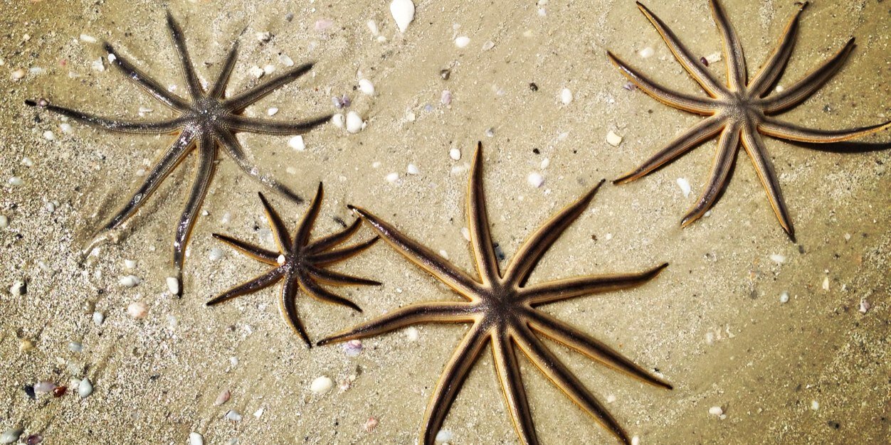 Sarah Landers banner