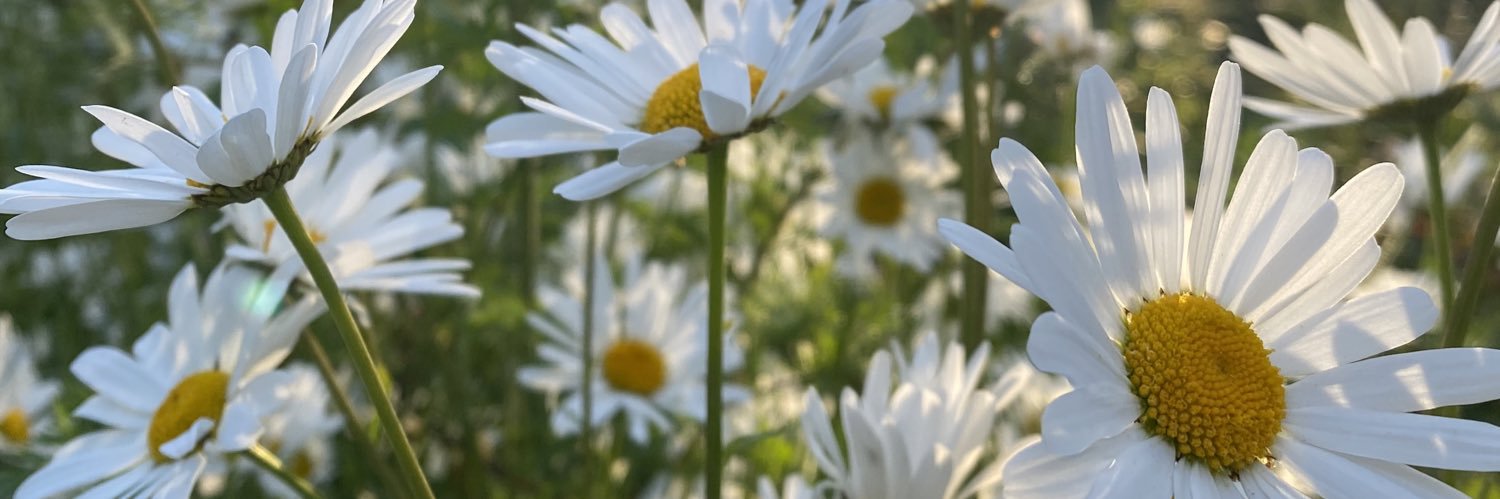 cat_pollitt's profile banner image