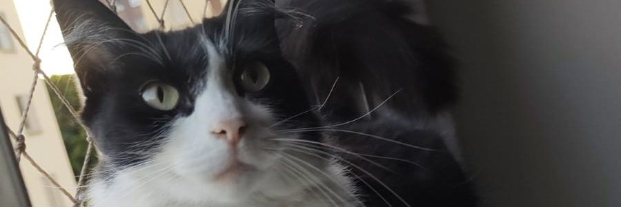 JulianaLoise's profile banner image