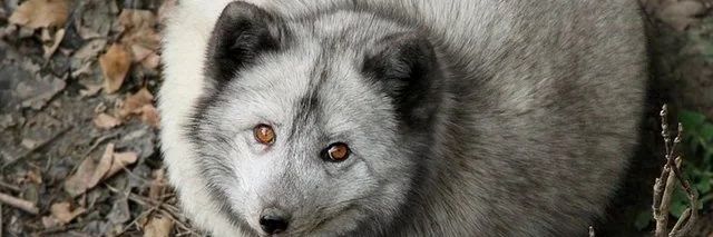 D4RKW0LF3's profile banner image