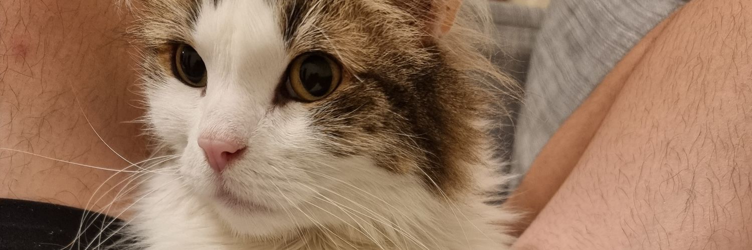 unicohijose's profile banner image