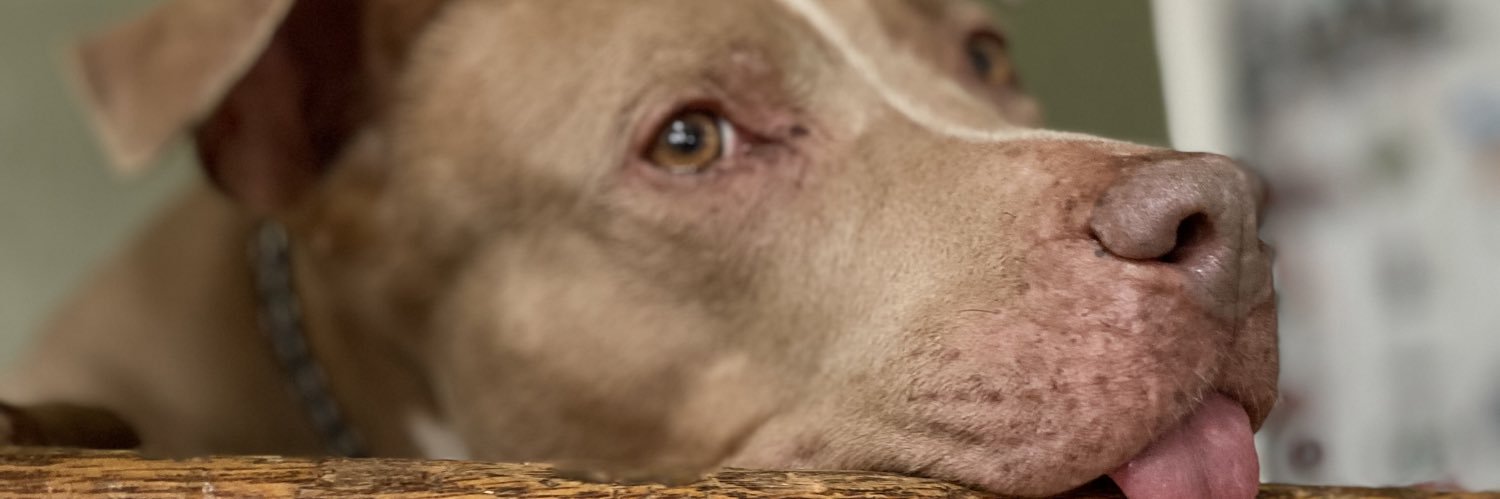 MikoMoretti4's profile banner image