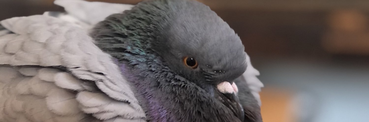 erinschaner's profile banner image