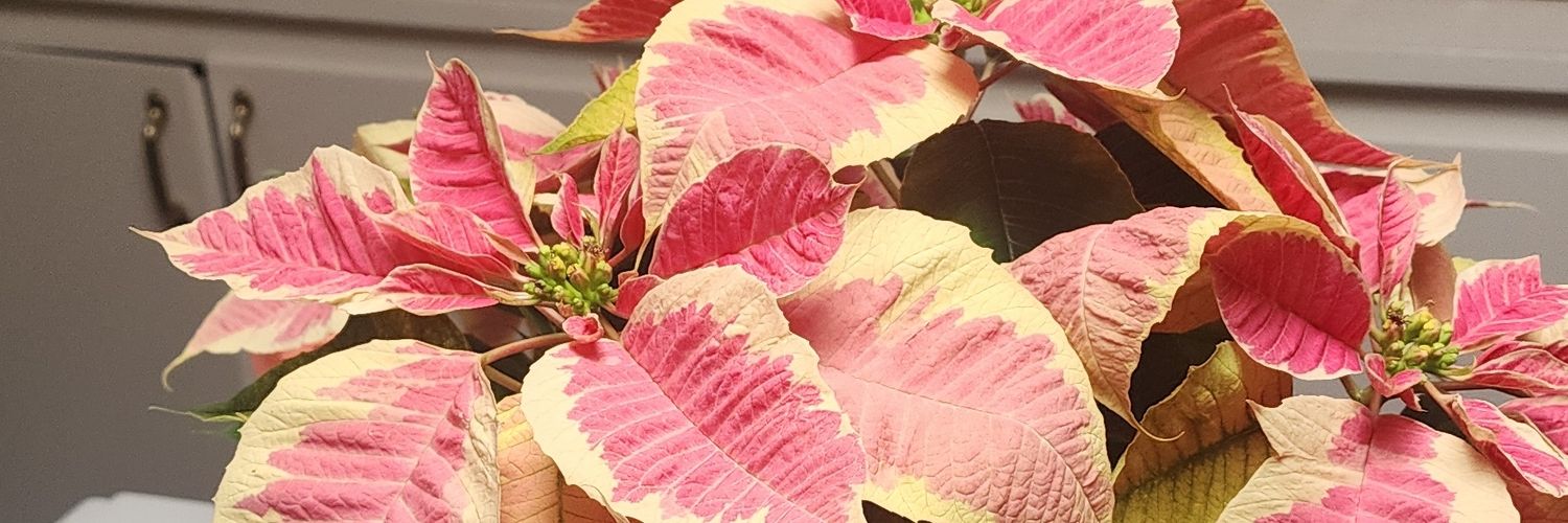 luvngothers's profile banner image
