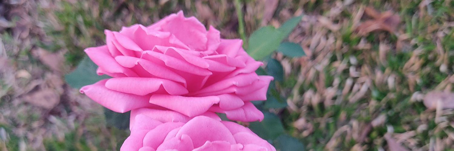 TatiFuji's profile banner image