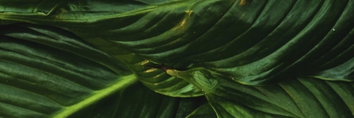 Toothicktomiss's profile banner image