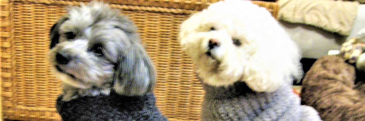 toni cosentino hayes banner