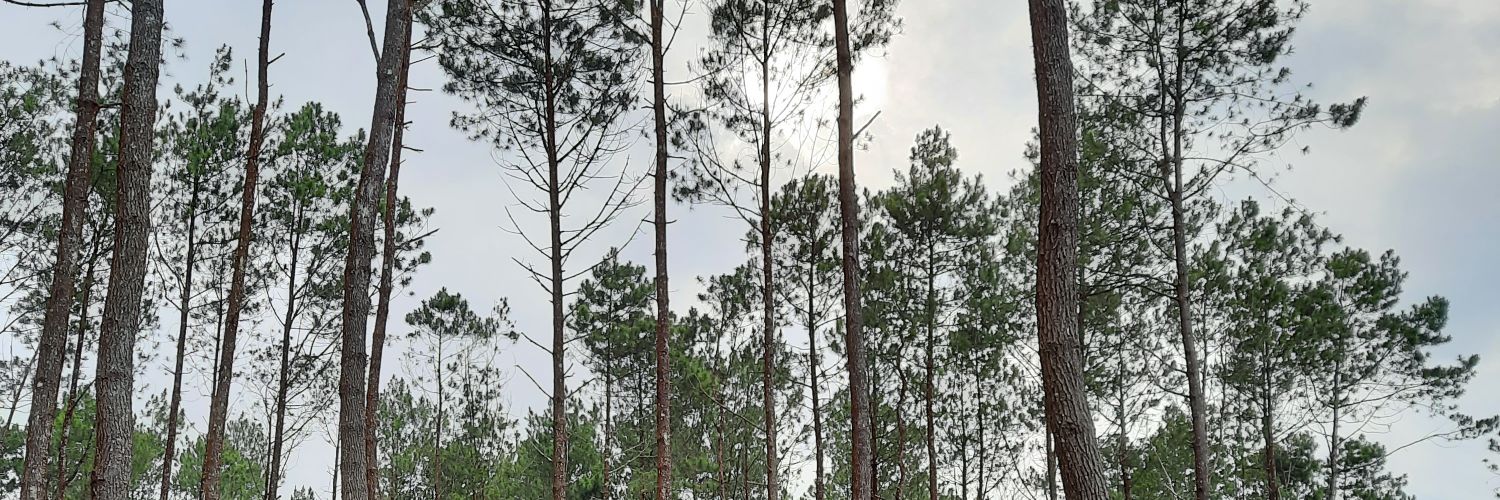 mickeysunda's profile banner image