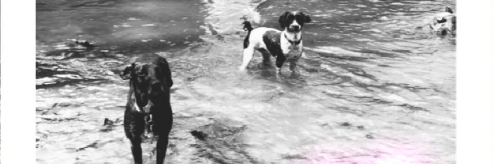 Lyndsey Rodger banner