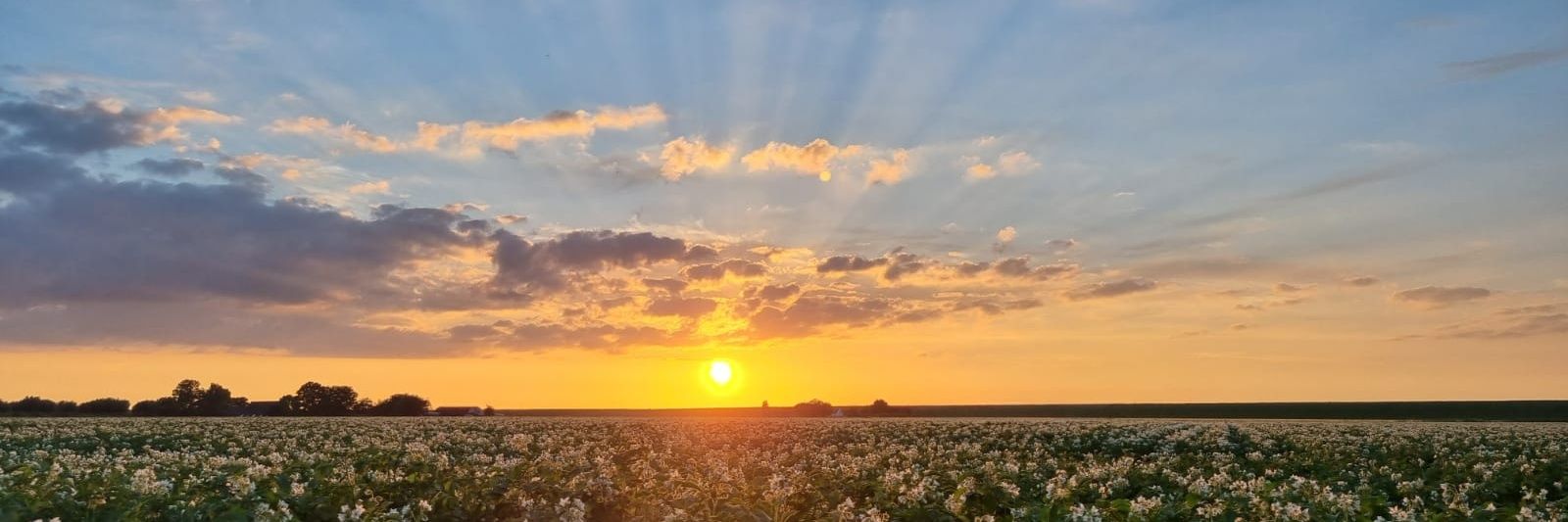 Mᶠaͦrͬcͫoͧˡᵃ ᵒᶰᵉ banner