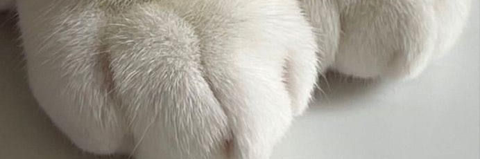 FadziH's profile banner image