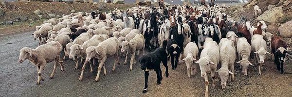 avinashpal1981 Profile Banner