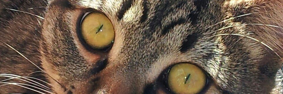 patty_ema's profile banner image