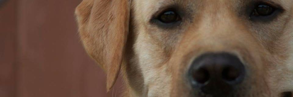 Arttudog's profile banner image