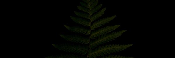 DoShockBooze Profile Banner