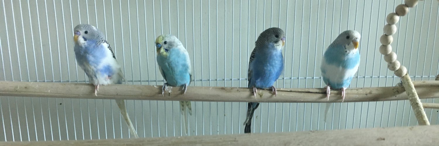 🇮🇳Sridevi🇮🇳 banner