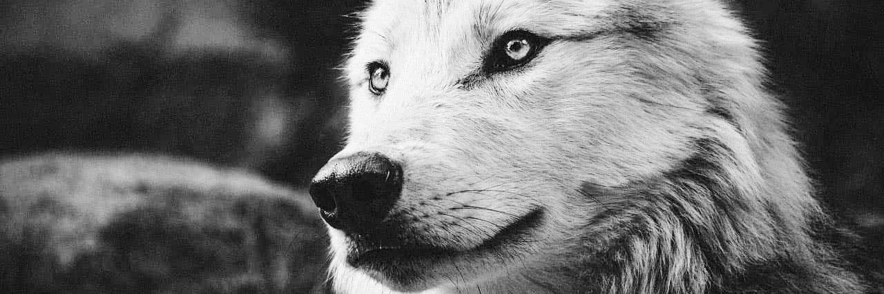 مسطيق 🐺 banner