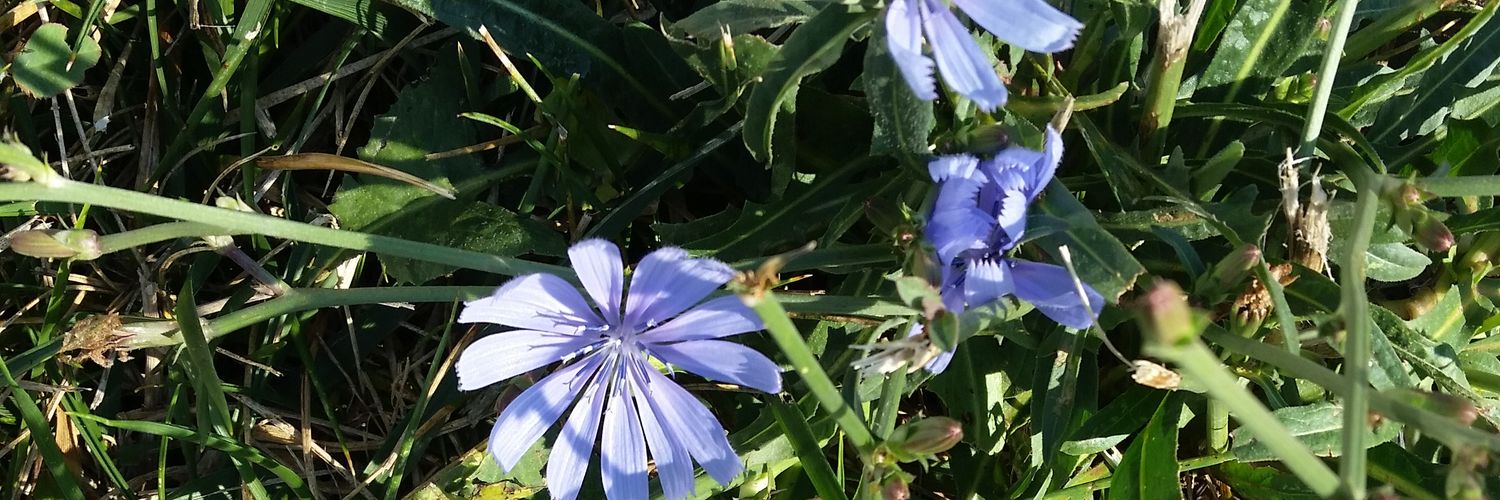 Lesa77's profile banner image