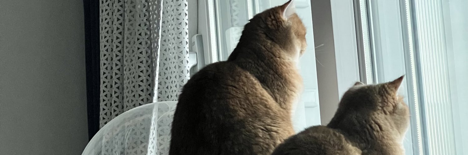 LILIS_net's profile banner image