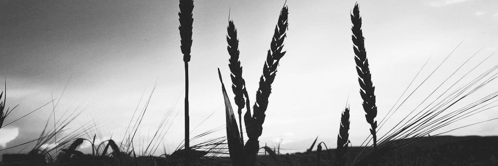 Sassloni's profile banner image