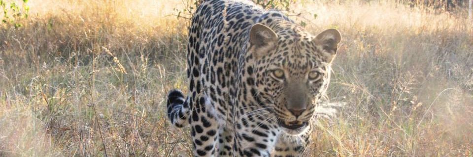 JosephineC_wild's profile banner image