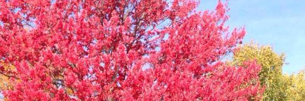 FordCaro Profile Banner