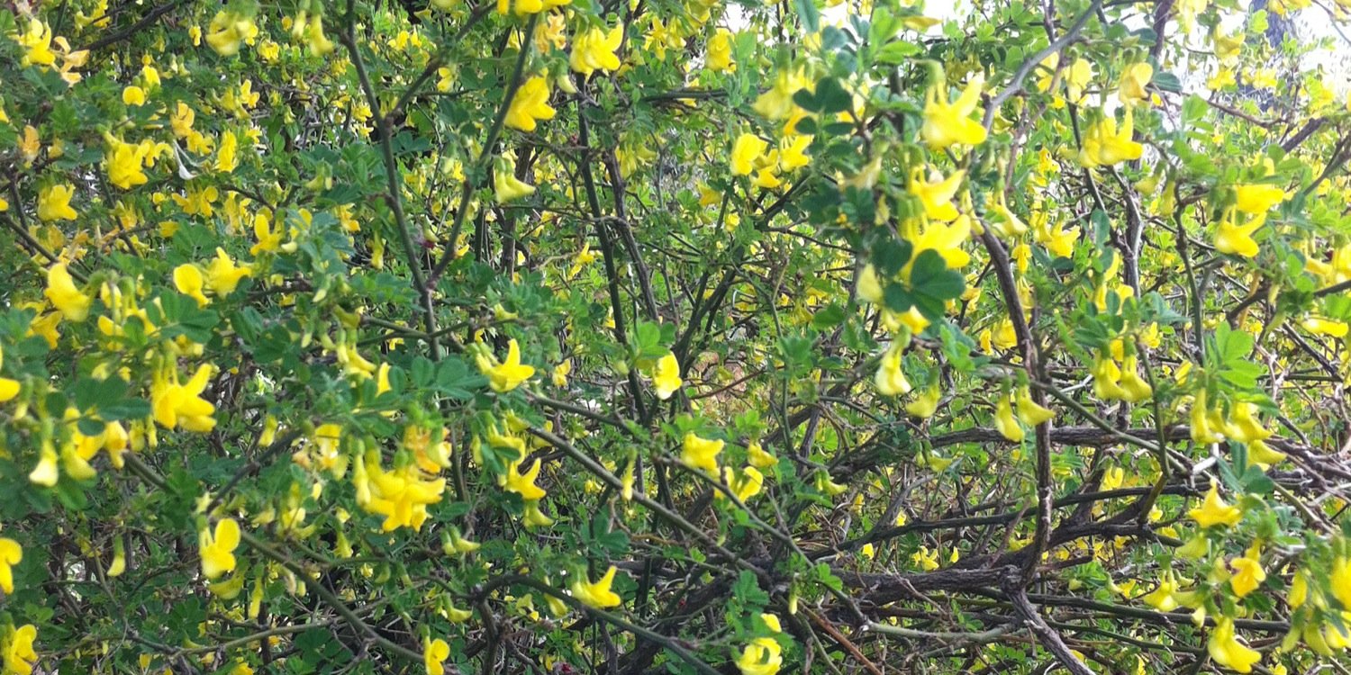 Neri Torrigiani banner