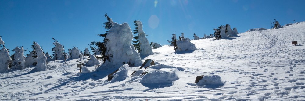 Oberharz's profile banner image