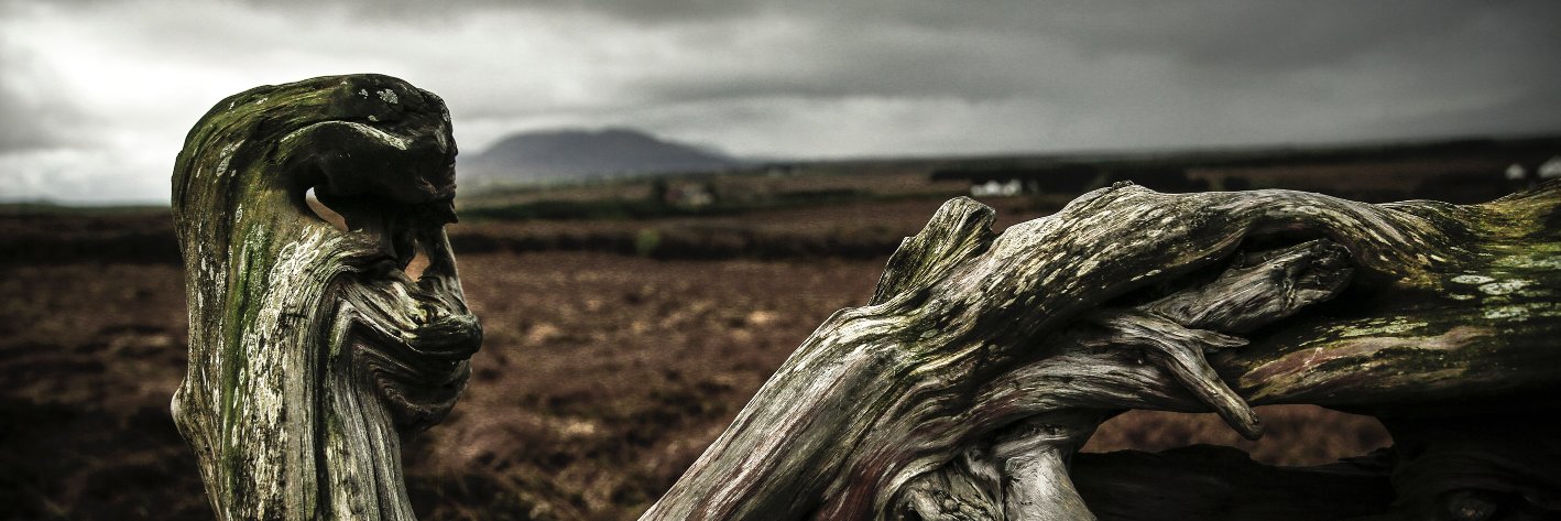 monicatorresfot banner