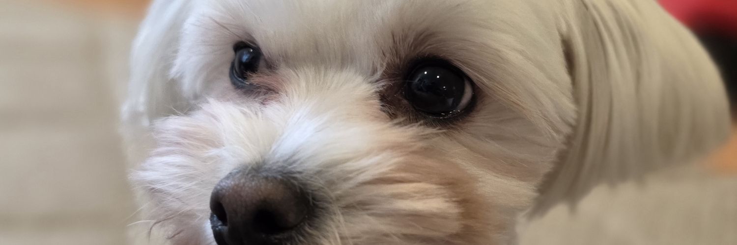 りょうちん⭐ banner