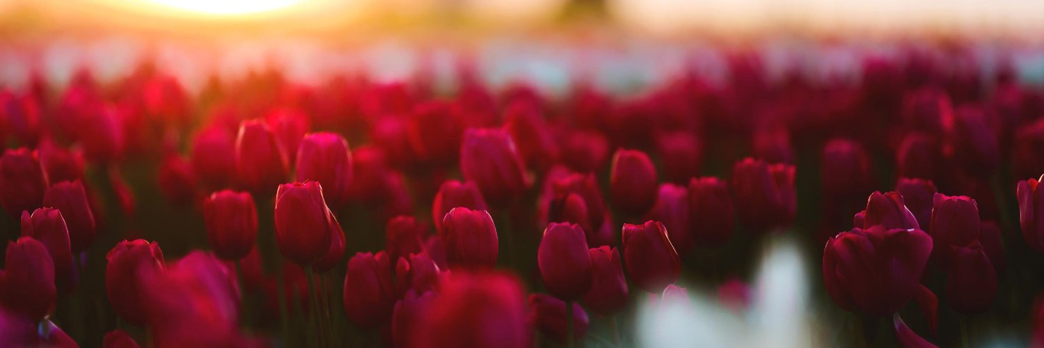 Robbie 🌷 banner
