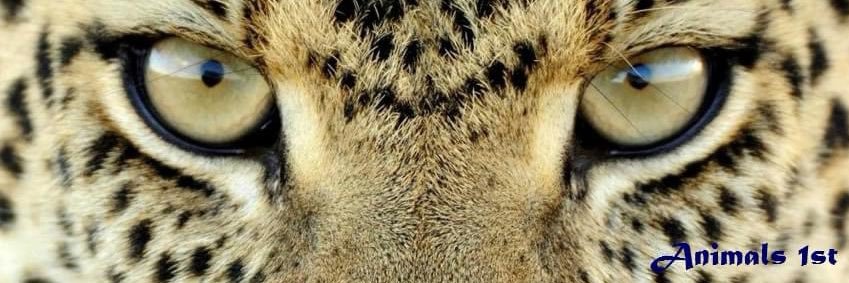 Animals1st banner