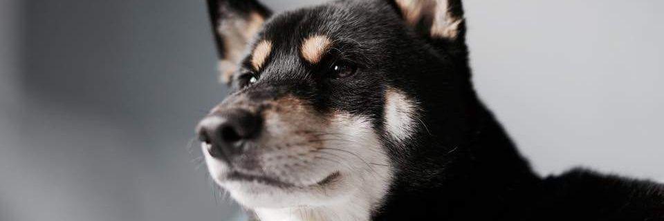 Gossiprelation's profile banner image