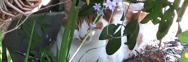 bufalbef2 Profile Banner